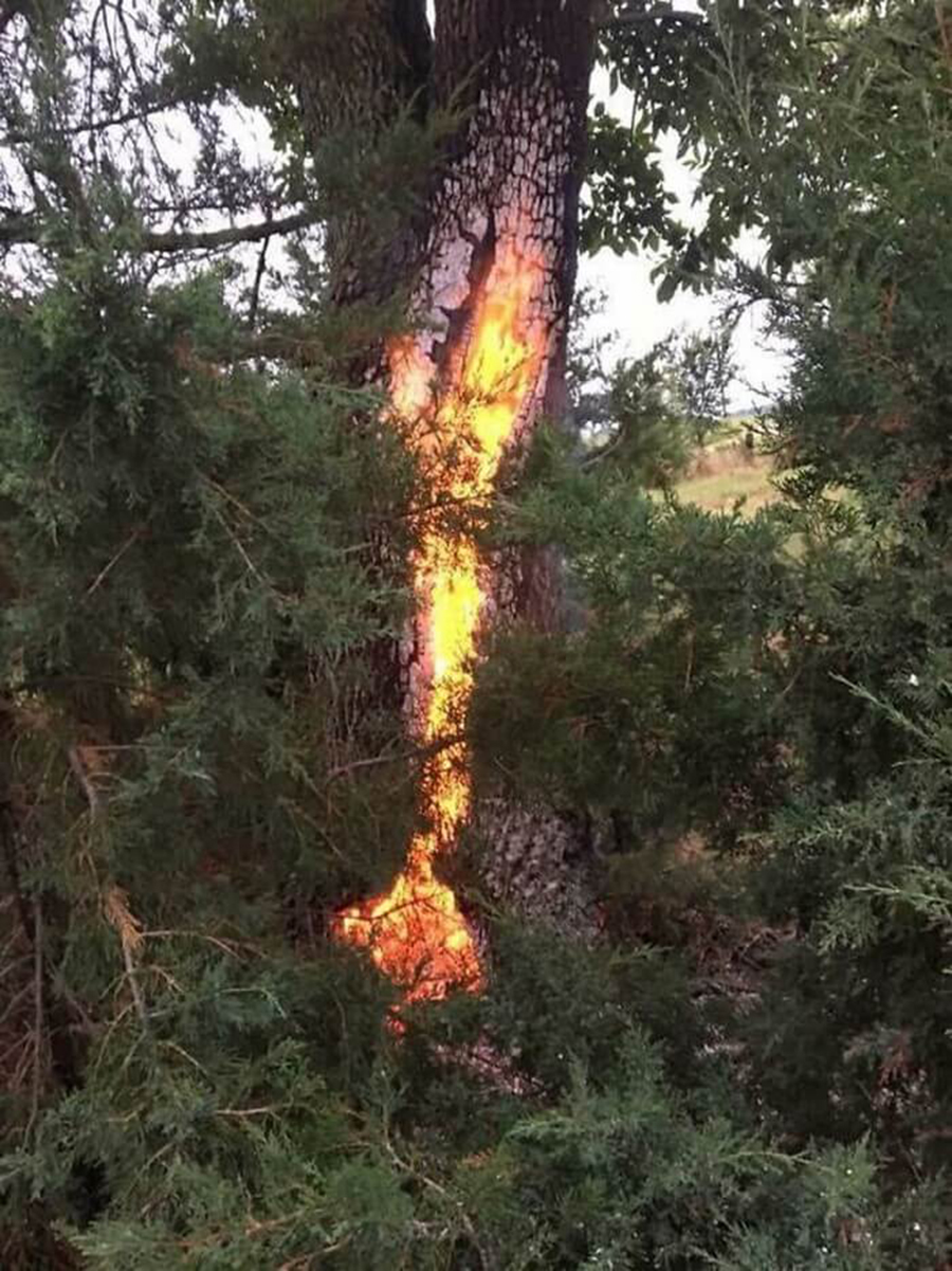 Árvore queimada