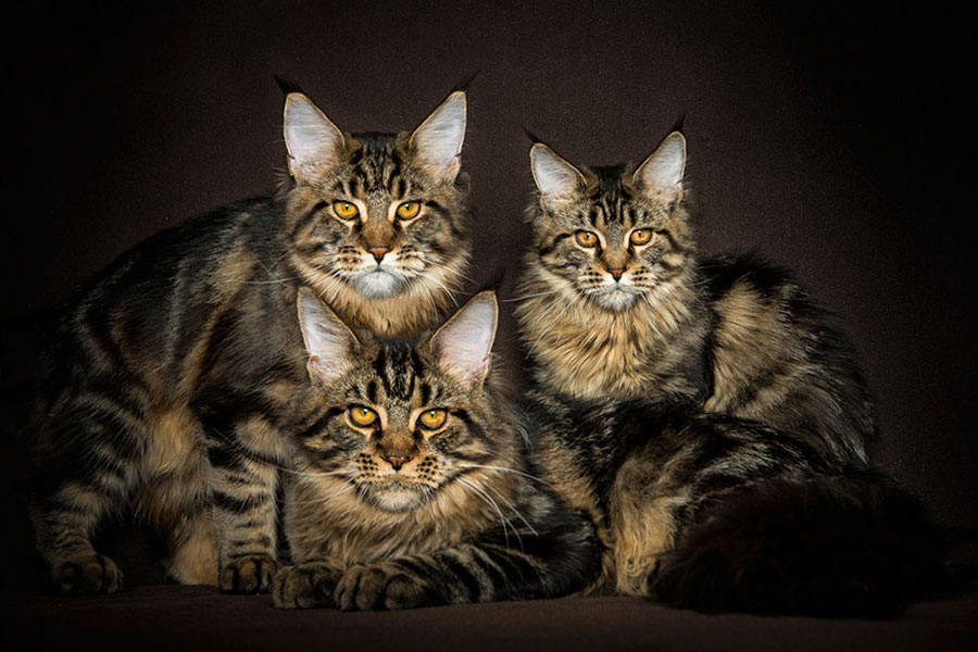 gatos - Maine Coons