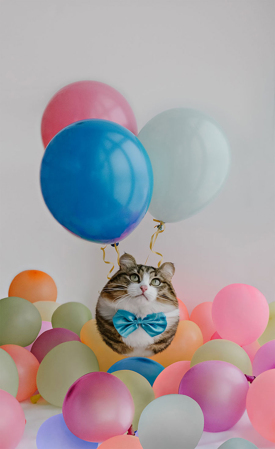 Gato balão